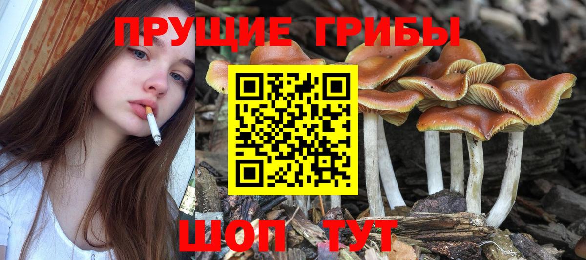 Абинск  Псилоцибиновые грибы Psilocybe  Псилоцибиновые грибы Magic Shrooms  Вход с VPN 